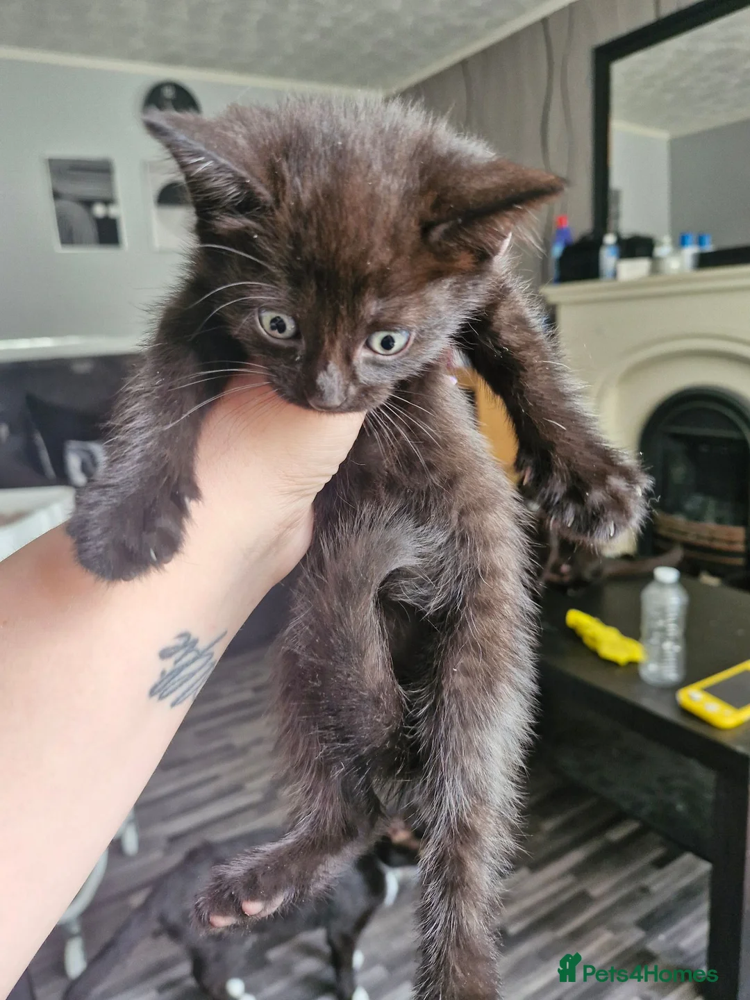 Mixed Breed cats for sale: 4 kittens black and black / white - Advert 13