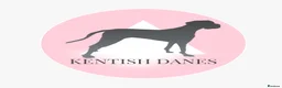 Great Dane dogs for sale: Stunning KC Registered champion bloodline Puppies - Advert 9