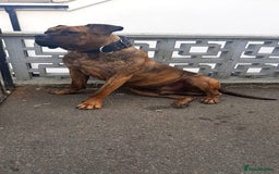 Presa Canario dogs for sale: Presa Canario  - Image 2