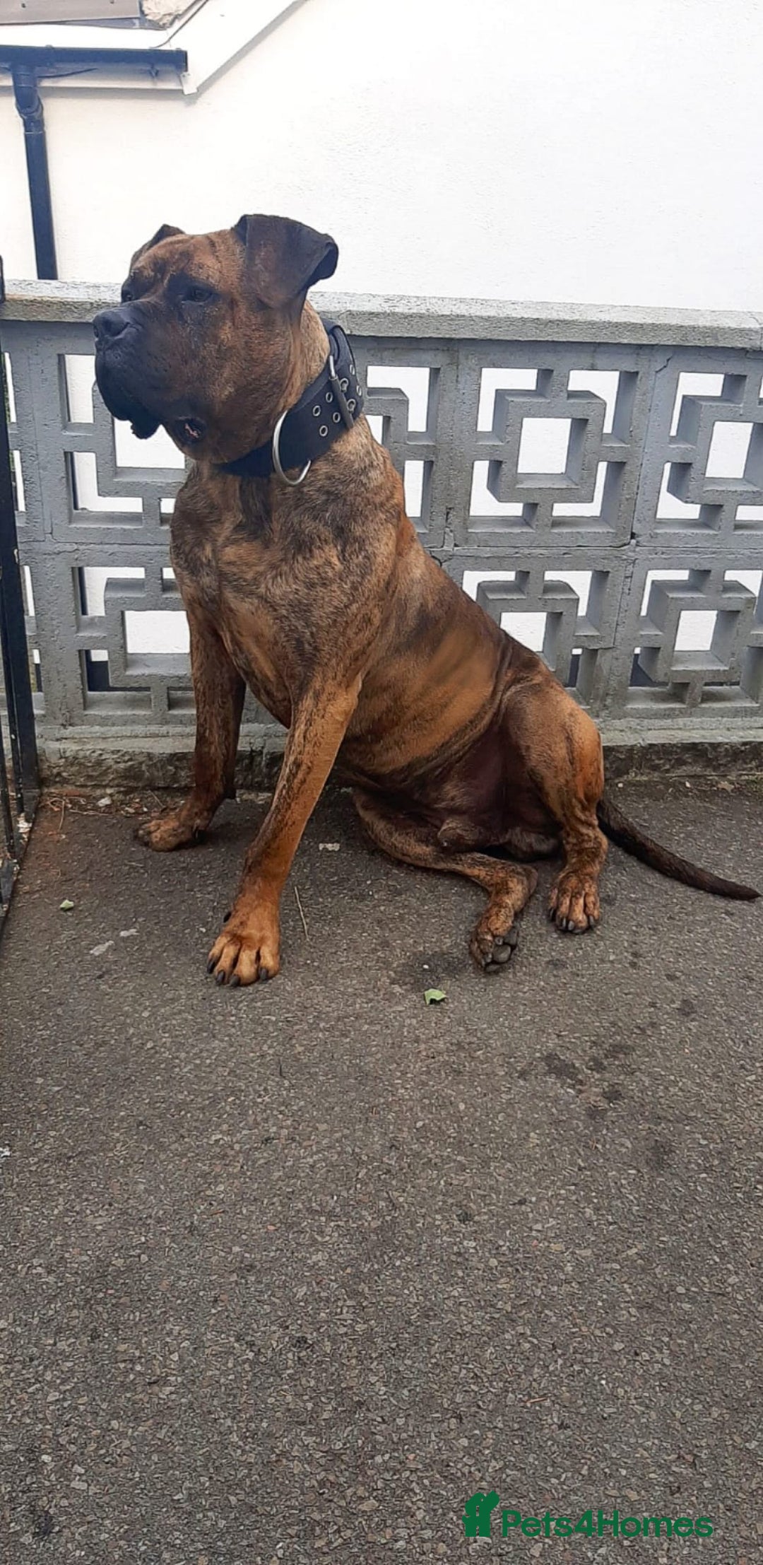 Presa Canario dogs for sale: Presa Canario  - Image 2