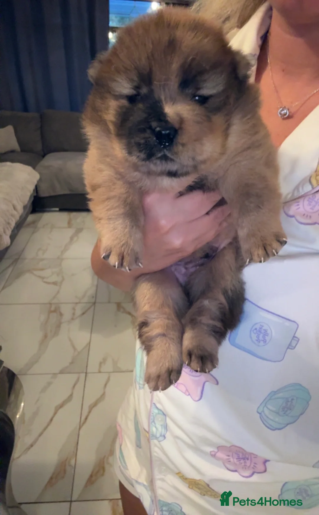 Chow Chow dogs for sale: Chocolate Merle  - Advert 1