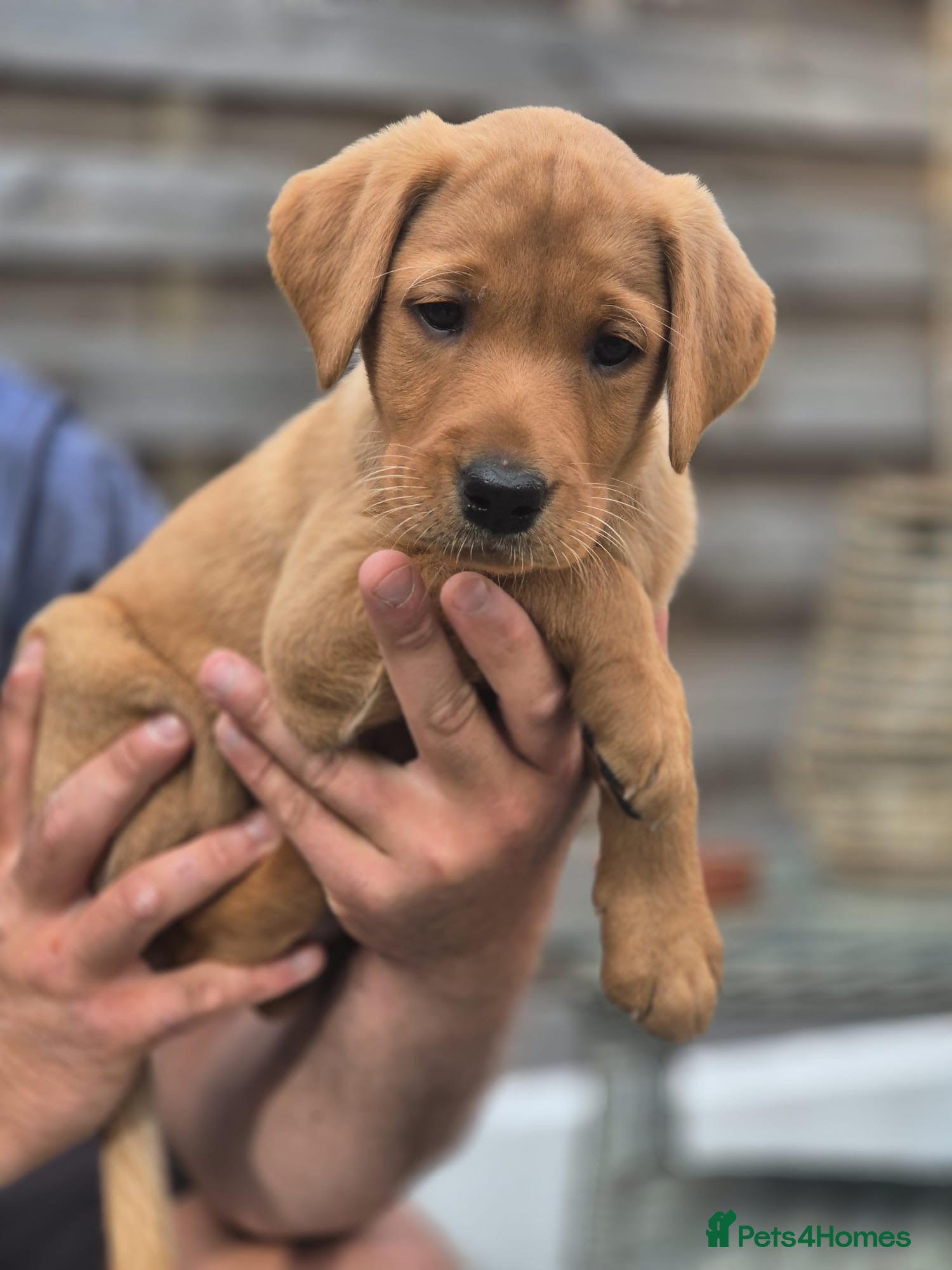 Labrador Retriever dogs Beautiful Labrador puppies - Advert 2