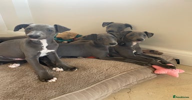 Whippet dogs - Advert 2