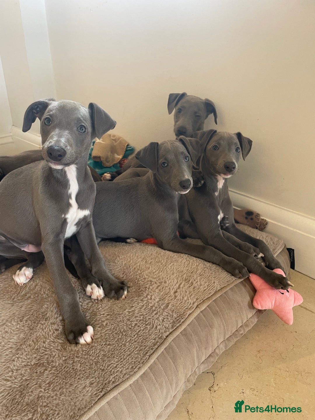 Whippet dogs for sale: 4 left, KC registered blue whippet puppies  - Image 2