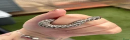 Snake reptiles for sale: Arctic Axanthic & Axanthic 66% Het Toffee Belly - Advert 2