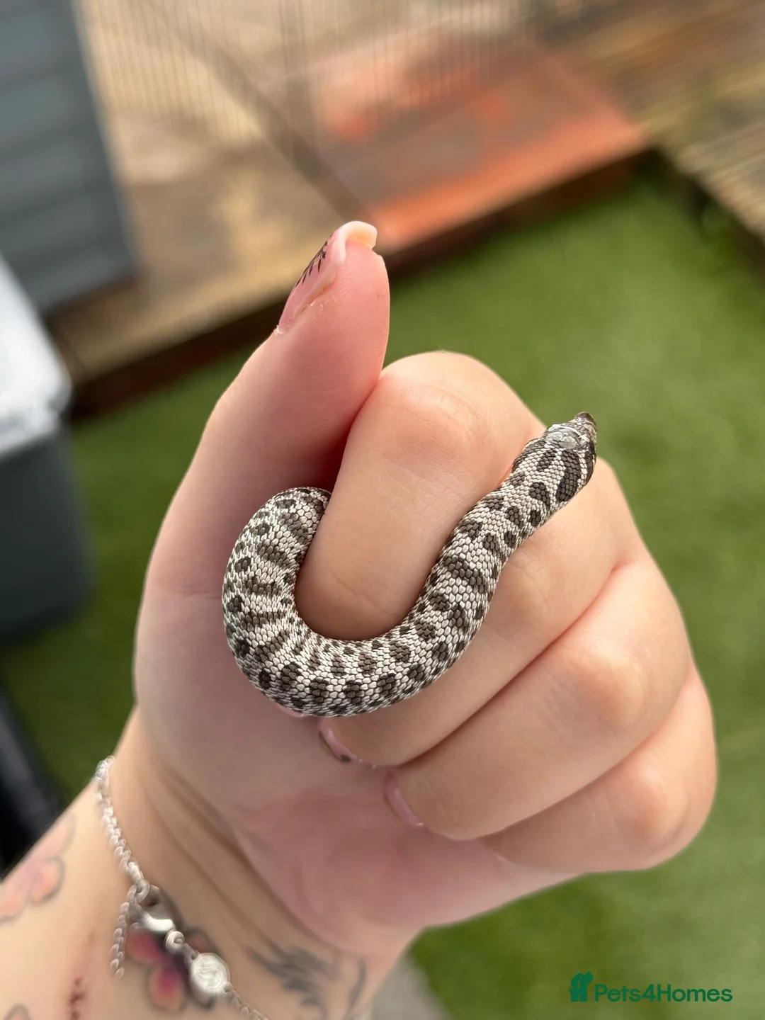 Snake reptiles for sale: Arctic Axanthic & Axanthic 66% Het Toffee Belly - Advert 2