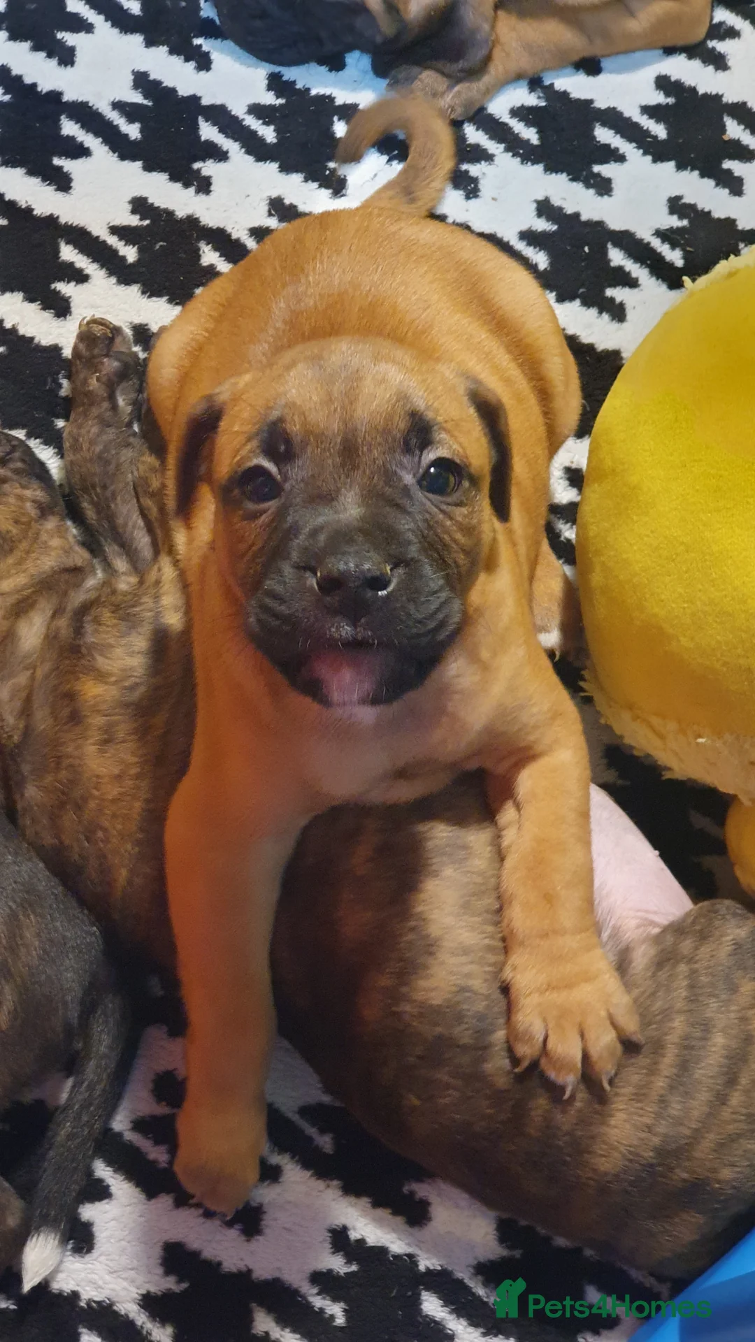 Mixed Breed dogs for sale: Gorgeous staffy x English bulldog puppies - Advert 5