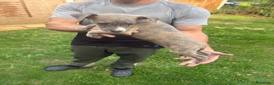 Boy Whippet 2