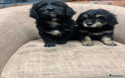 Mixed Breed dogs for sale: Golden mountain doodles  - Advert 3