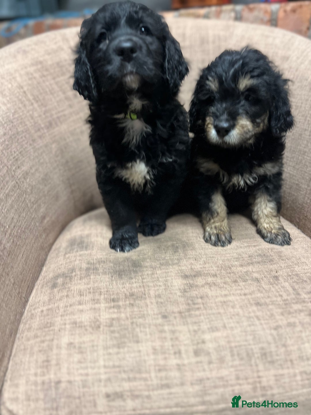Mixed Breed dogs for sale: Golden mountain doodles  - Advert 3