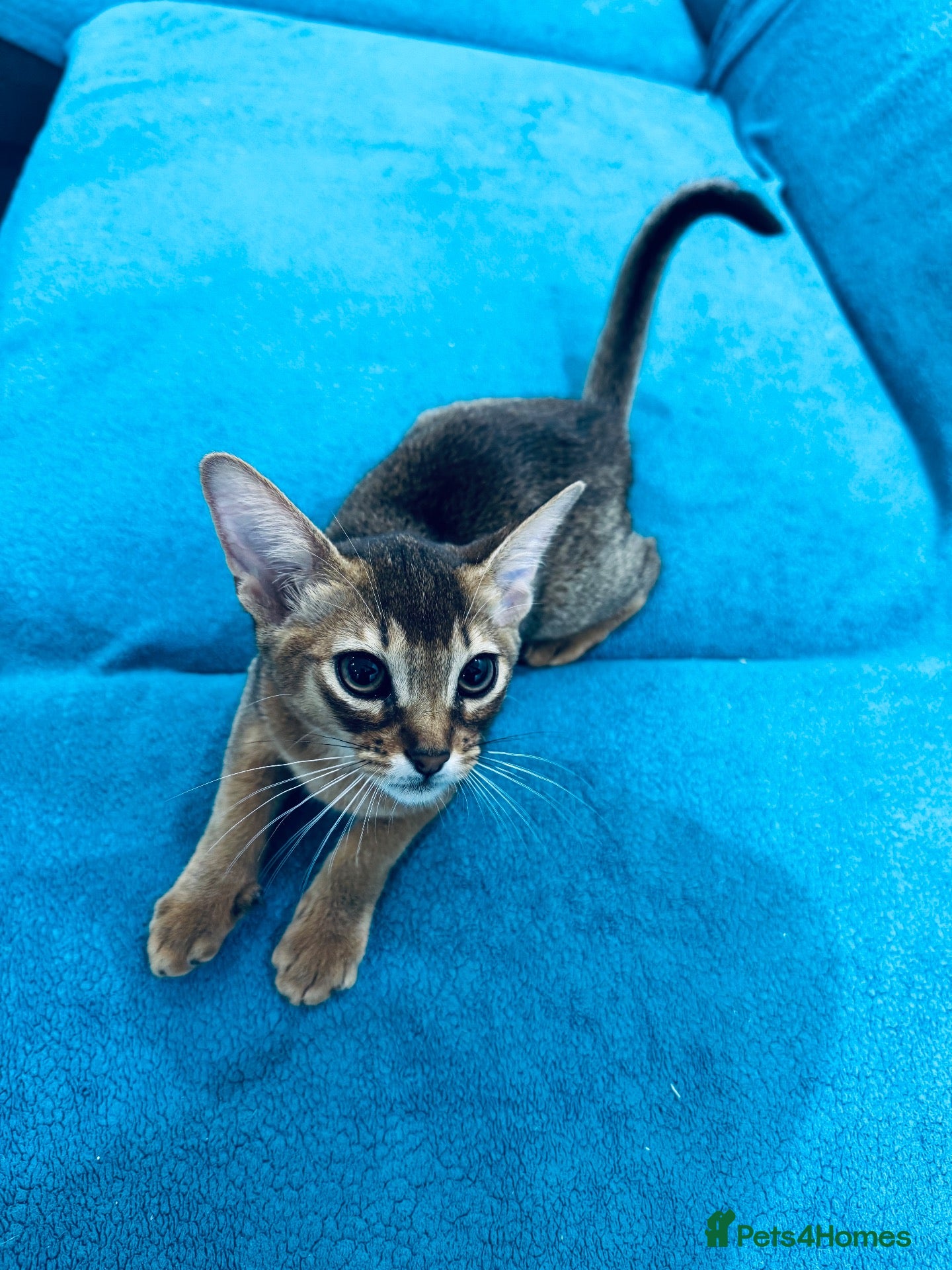 Abyssinian cats Ready to go abby girl! - Advert 2