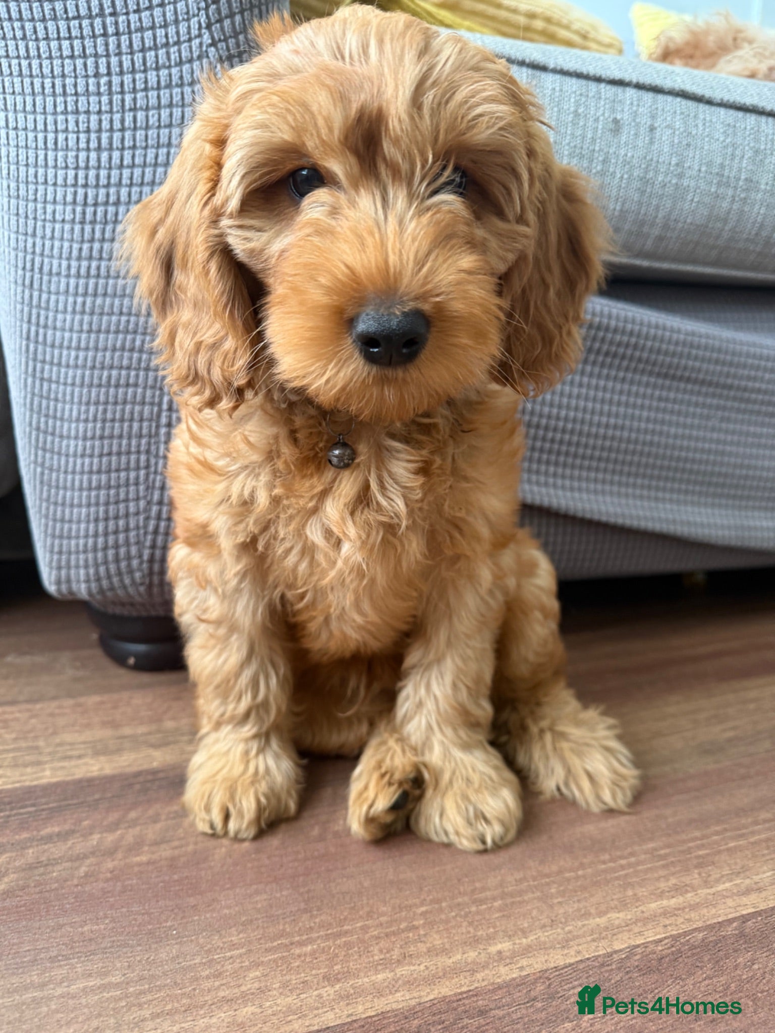 Cockapoo dogs Last boy 💙 - Advert 2