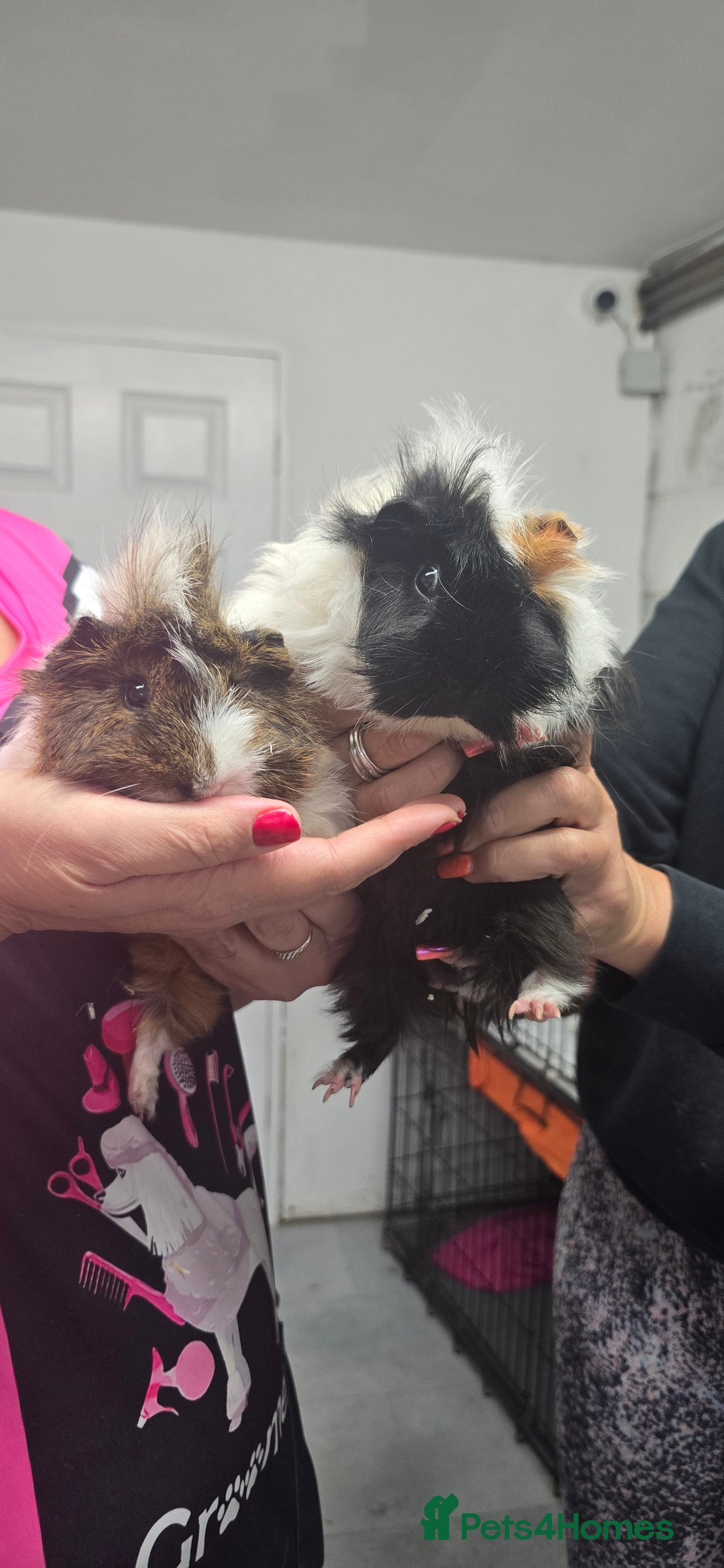Guinea Pig rodents for sale: Loving long haired male guinea pigs with cages - Image 3