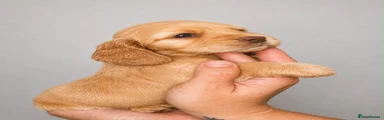 Cocker Spaniel 6