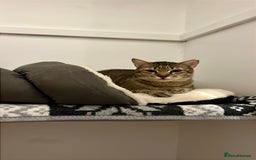 Arabian Mau cats for adoption: Kevin is looking for his human  - Advert 2