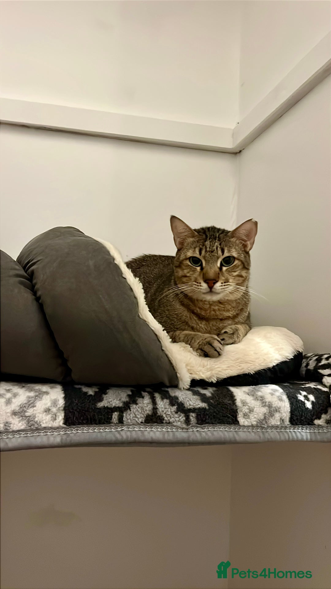 Arabian Mau cats for adoption: Kevin is looking for his human  - Advert 2