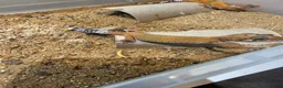 Leopard Gecko reptiles for sale: Leopard geckos - Advert 13