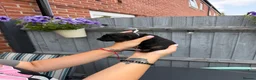 German Shepherd dogs for sale: KC Registered German Shepherd Puppies - Advert 10