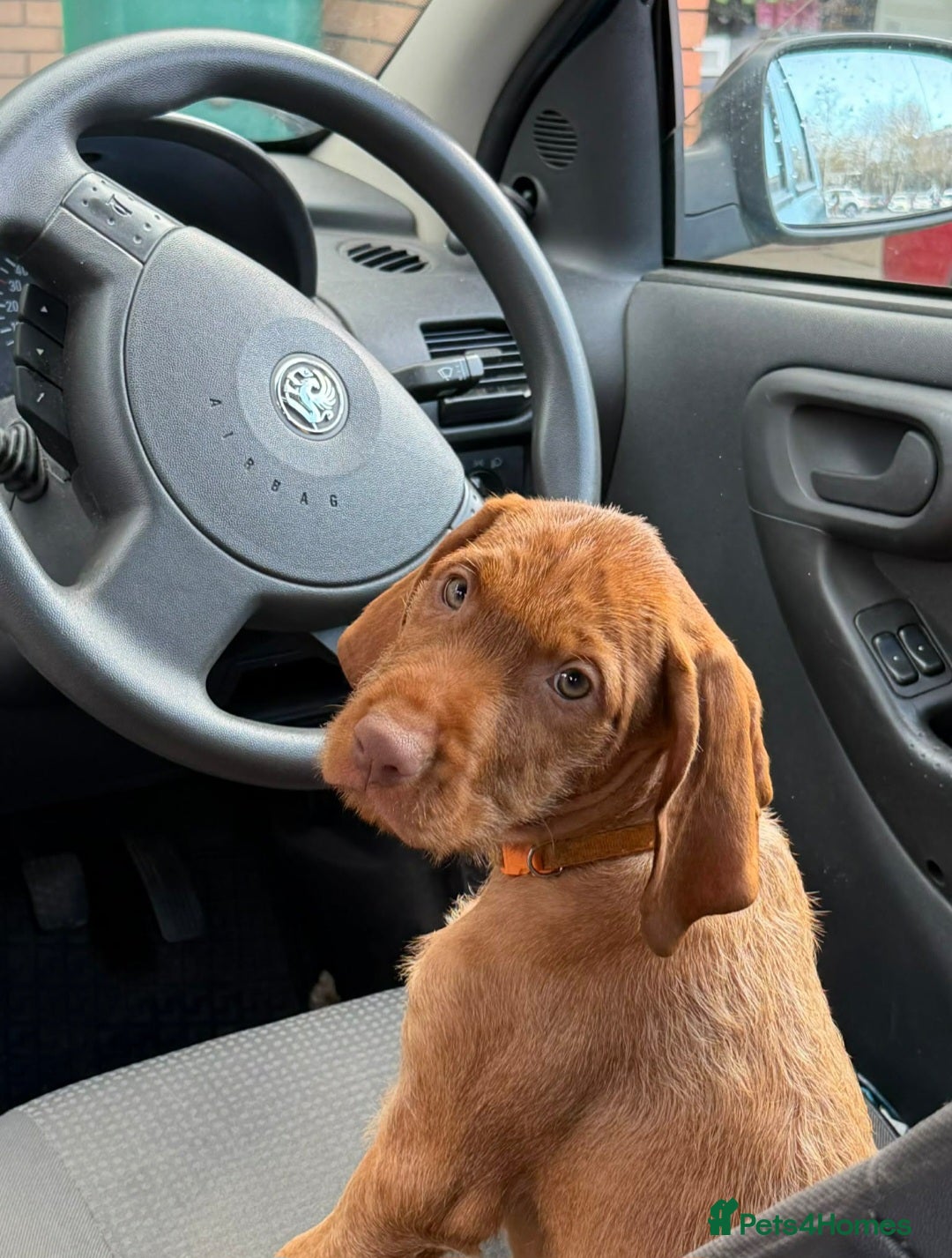 Hungarian Vizsla dogs Beautiful Hungarian Vizsla Puppies READY NOW - Advert 12