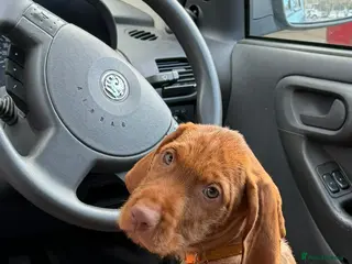 Hungarian Vizsla dogs Beautiful Hungarian Vizsla Puppies READY NOW - Advert 12