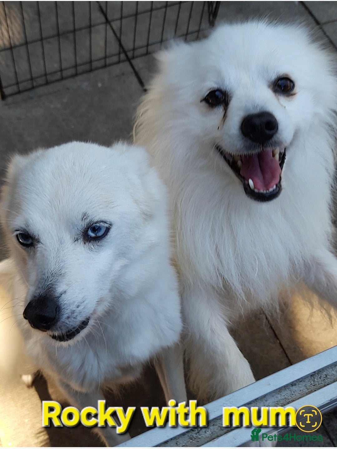 Pomsky dogs for sale: Pomsky boy F2 for new home  - Image 5