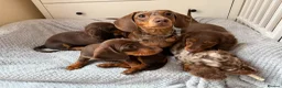Miniature Dachshund dogs for sale: BEST OFFER! ONLY 2 LEFT! KC Registered Puppies 💕 - Advert 9