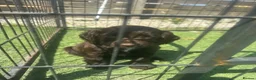 Cocker Spaniel dogs for sale: Show type cocker spaniels  in Saint Austell - Advert 7