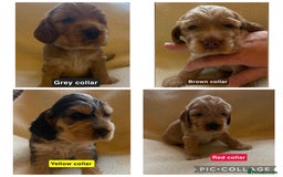 Cocker Spaniel dogs for sale: Full pedigree Show Cocker Spaniel Puppies 🐾 - Image 10