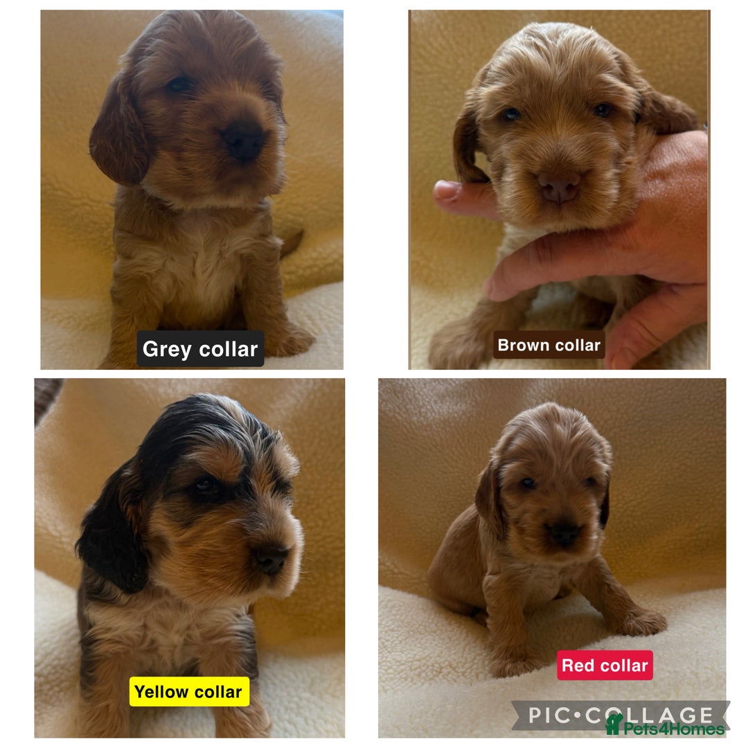 Cocker Spaniel dogs for sale: Full pedigree Show Cocker Spaniel Puppies 🐾 - Image 10