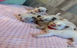 Ragdoll cats for sale: Beautiful Ragdoll Kittens  - Image 11