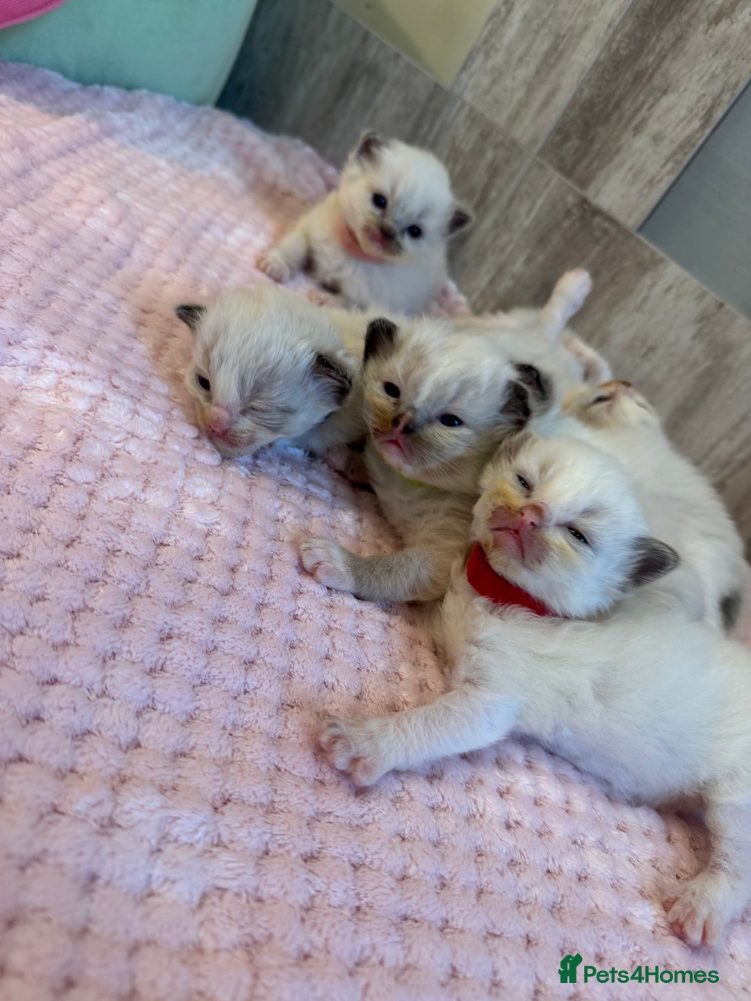 Ragdoll cats for sale: Beautiful Ragdoll Kittens  - Image 11