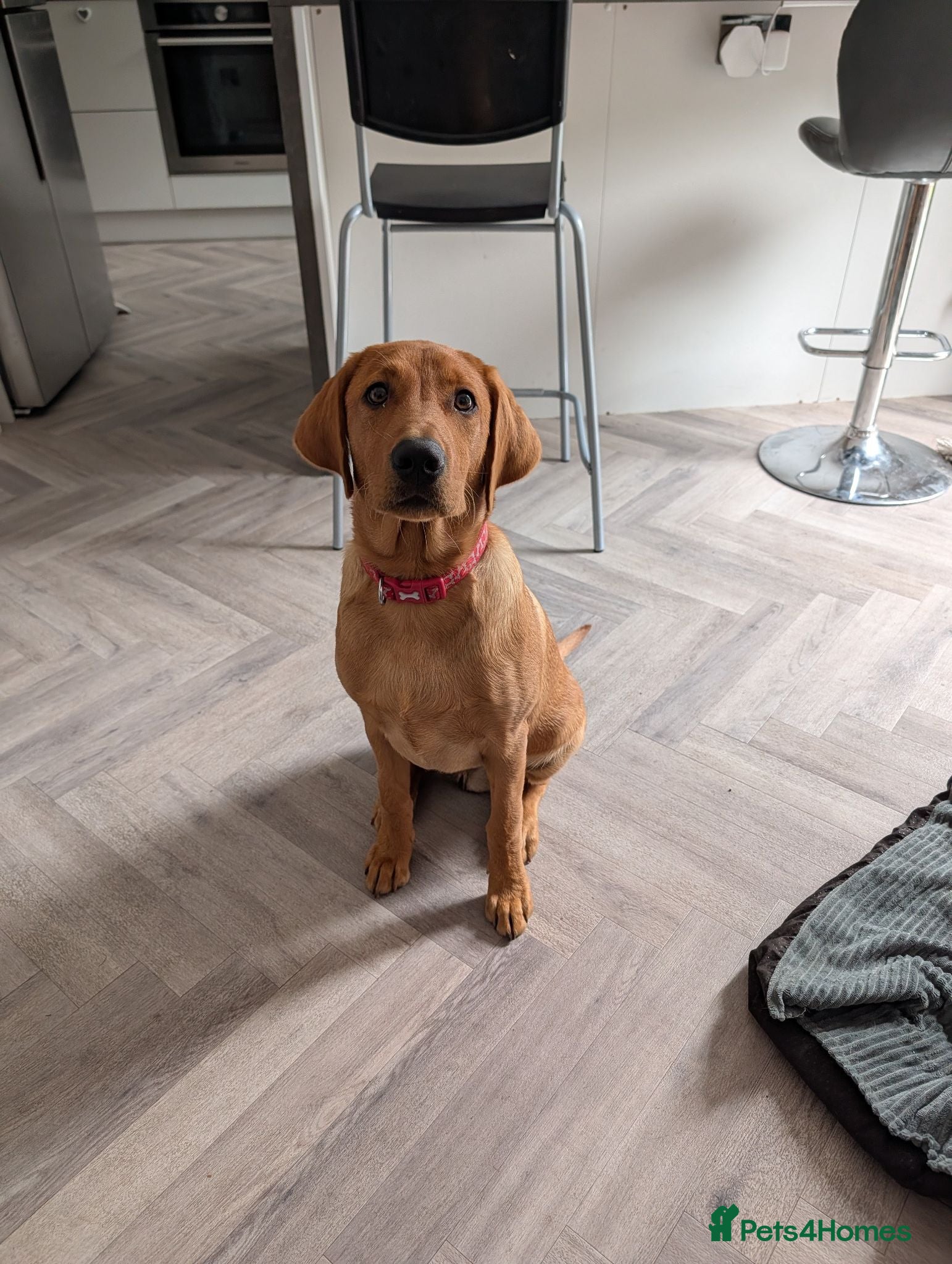 Labrador Retriever dogs Beautiful 5 month Labrador Puppy for Loving Home - Advert 5