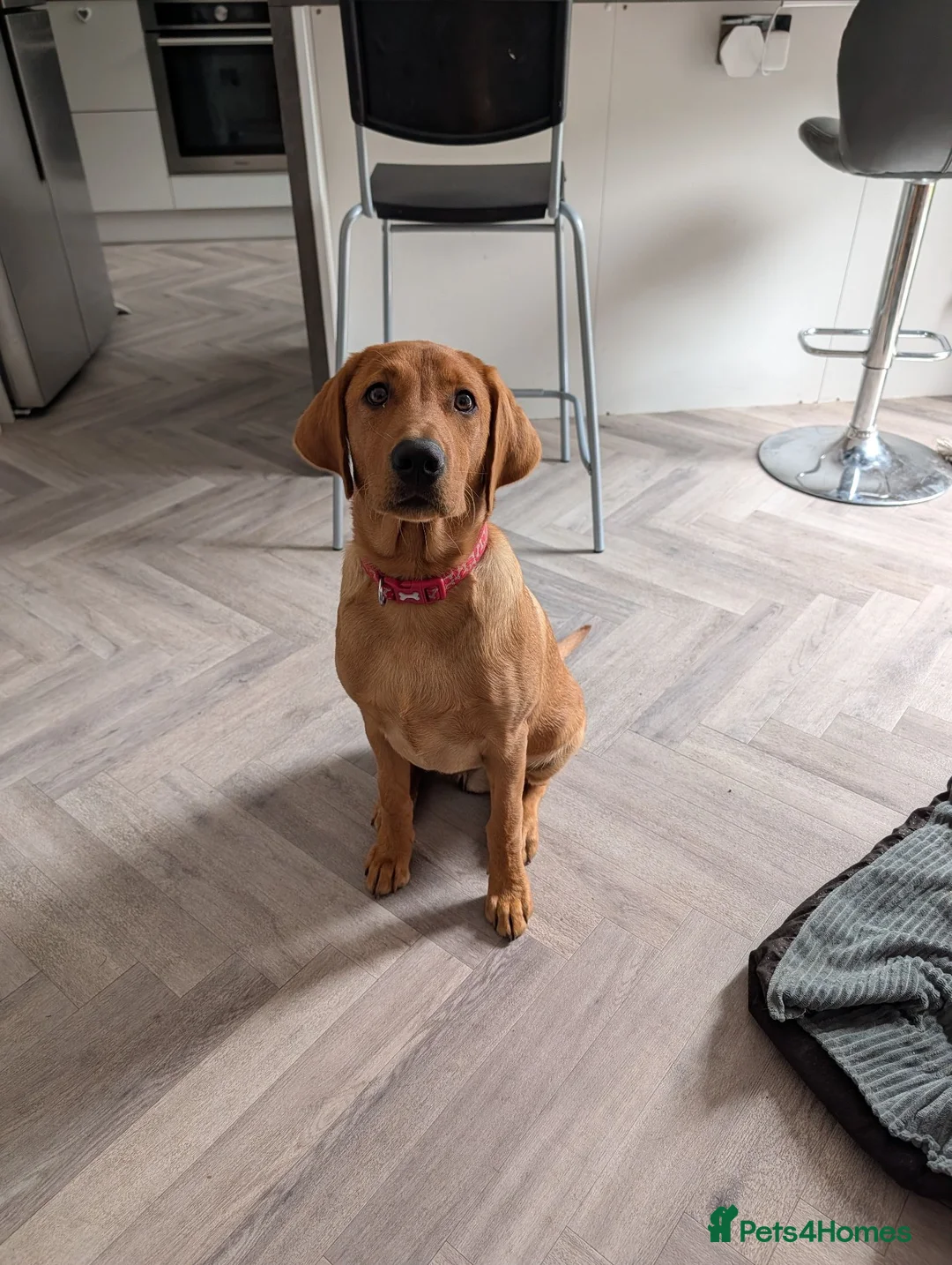 Labrador Retriever dogs for sale: Beautiful 5 month Labrador Puppy for Loving Home in Brentwood - Advert 1