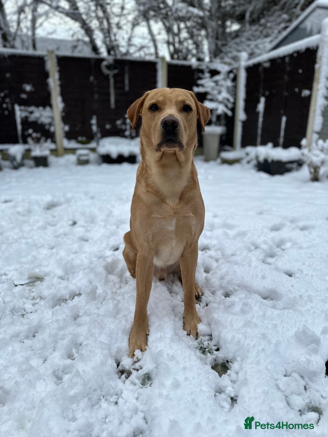 Labrador Retriever dogs for stud: KC Reg Labrador Stud - Proven and Health Tested in Sheffield - Advert 9