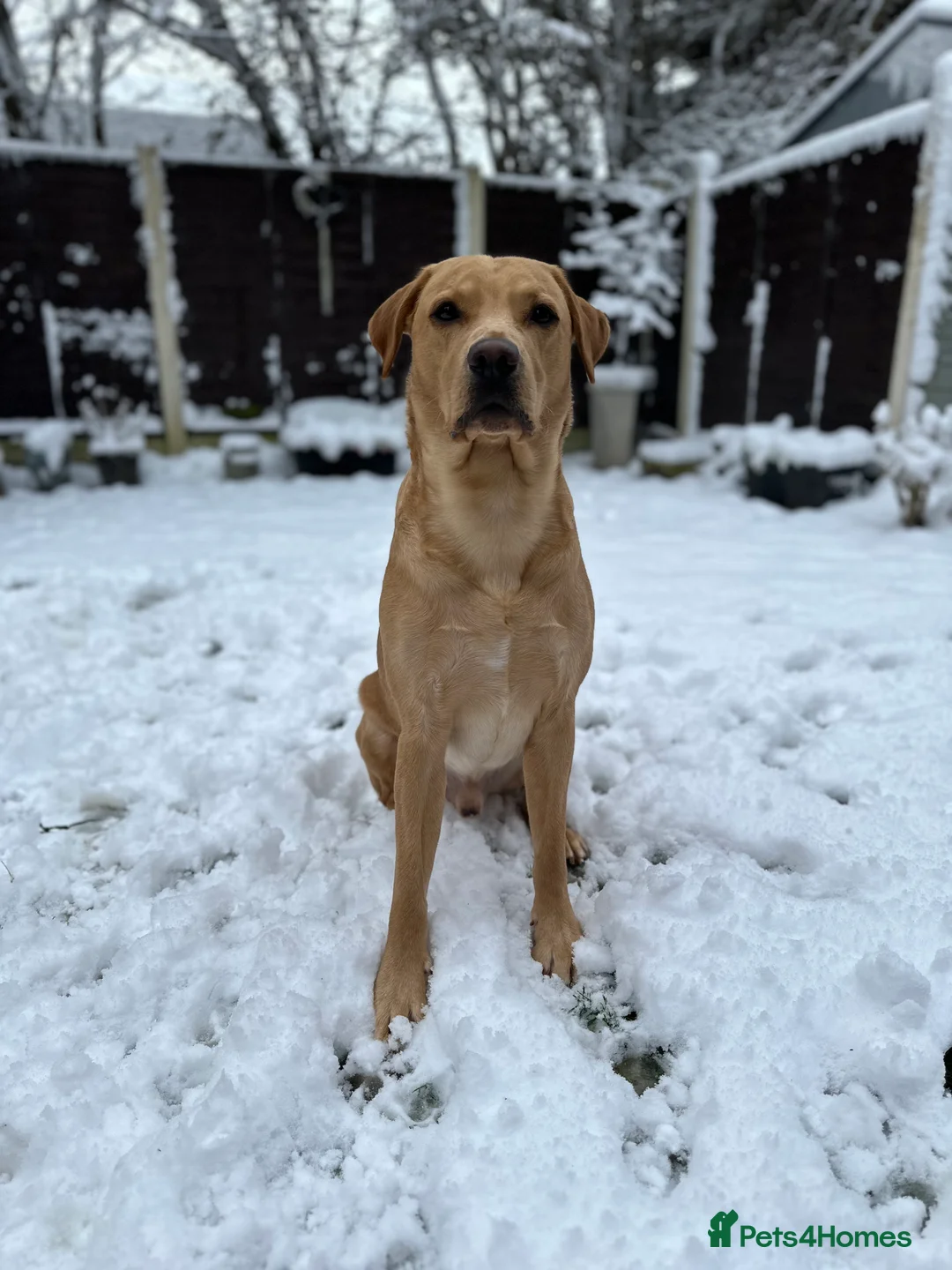 Labrador Retriever dogs for stud: KC Reg Labrador Stud - Proven and Health Tested in Sheffield - Advert 9