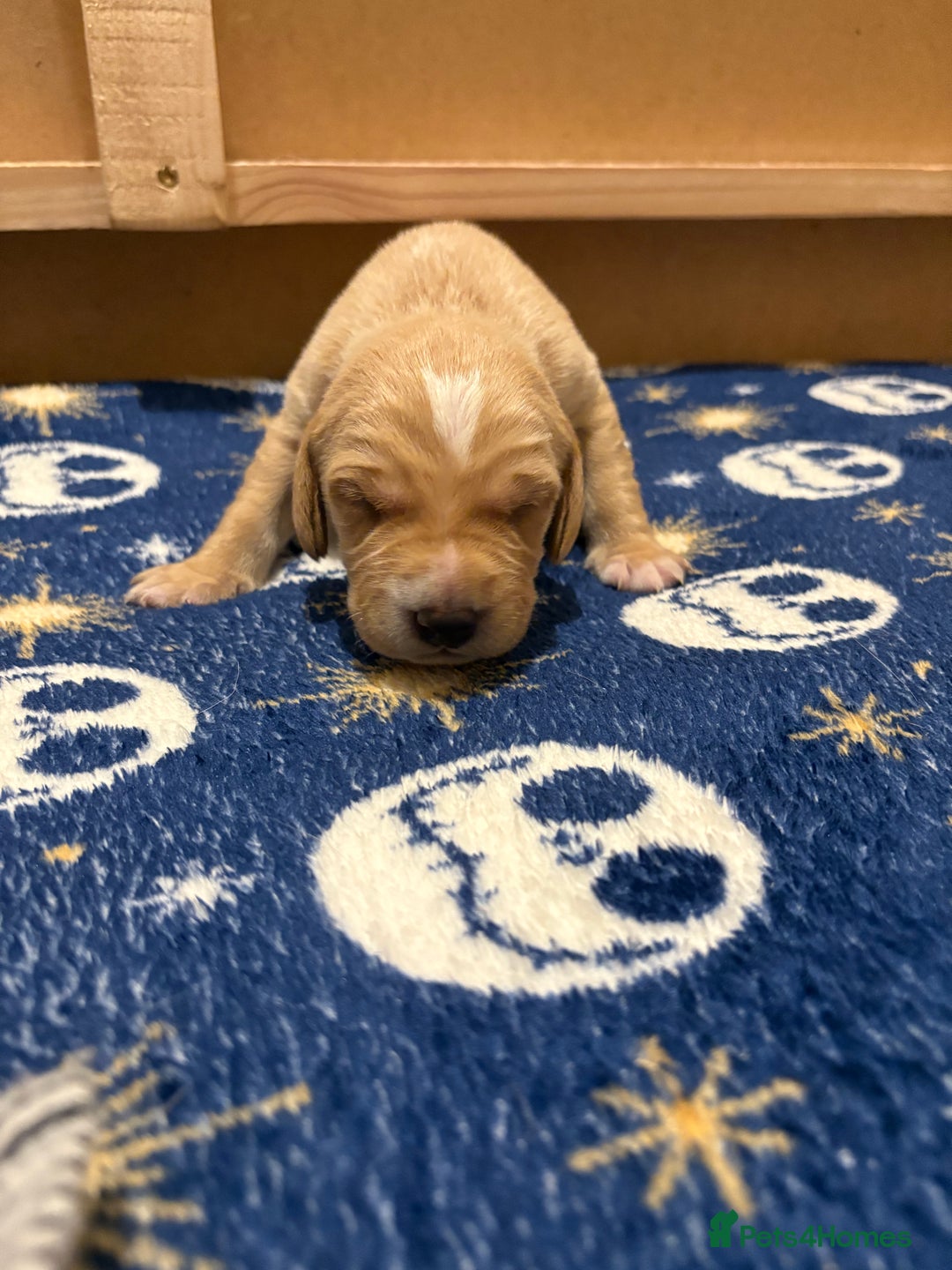 Cockerdor dogs for sale: Beautiful litter of Cockerdor puppies  - Advert 9