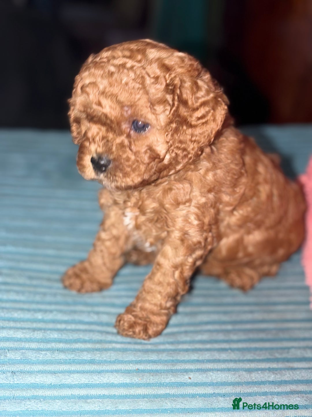 Cavapoo dogs for sale: Playful, affectionate, red Cavapoo puppies  - Image 5