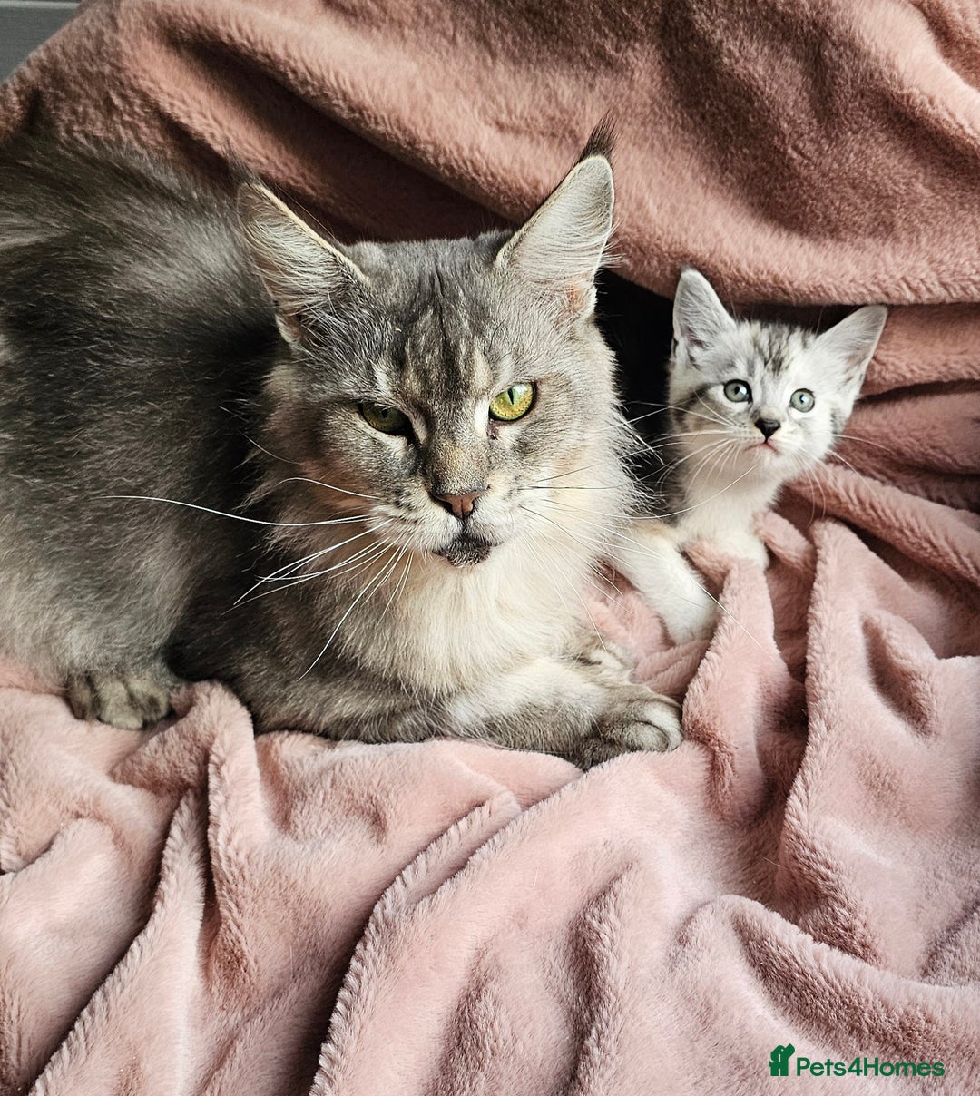 Maine Coon cats for sale: Half Maine Coon kittens - Advert 1