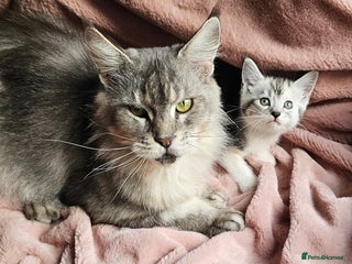 Maine Coon cats Half Maine Coon kittens - Advert 1