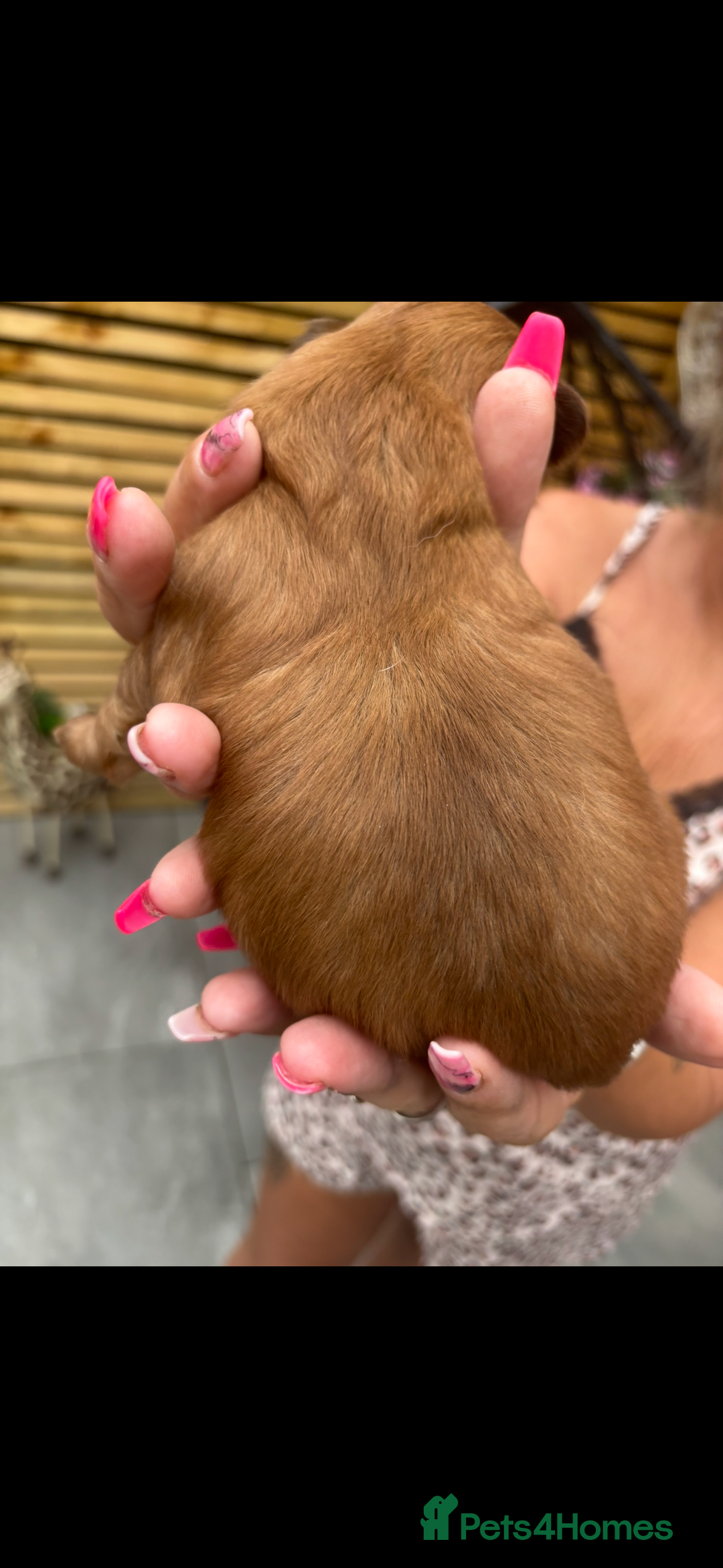 Shih Tzu dogs for sale: Imperial shih tzu puppies - Image 19