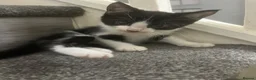 Mixed Breed cats for sale: 2 adorable male kittens ready to be rehomed!!  in Liverpool - Advert 8