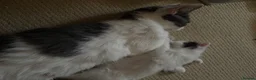Mixed Breed cats for sale: 2 kittens left  - Advert 14