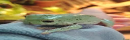 Frog reptiles for sale: Tropical white tree frogs  - Advert 3