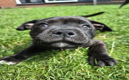 Staffordshire Bull Terrier dogs for sale: Champion Bloodline KC registered staffy puppies🐶  in Manchester - Image 1