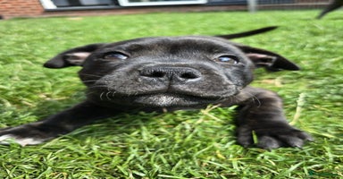 Staffordshire Bull Terrier dogs in Manchester - Advert 11