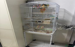 Lovebirds birds for sale: Lovely lovebirds  - Advert 5