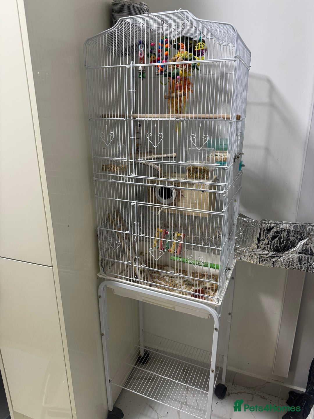 Lovebirds birds for sale: Lovely lovebirds  - Advert 5