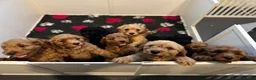 Cockapoo dogs for sale: Cockapoo Puppies- only 1 remaining - ready now  - Advert 11