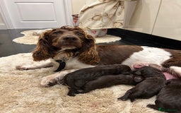 Cockapoo dogs for sale: Beautiful Cockapoo Puppies  - Image 7