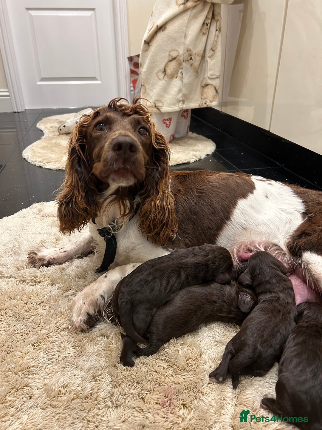 Cockapoo dogs for sale: Beautiful Cockapoo Puppies  - Image 7